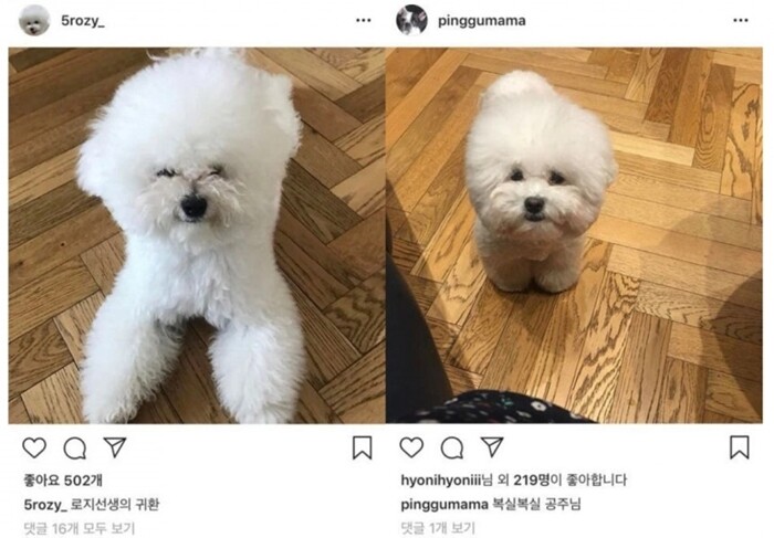 2018년 한 온라인 커뮤니티에서 ‘차정원의 하정우 집 방문설’이 불거졌는데, 차정원과 황보라의 인스타그램에 올라온 비숑 프리제 사진 때문이다. 사진=온라인 커뮤니티