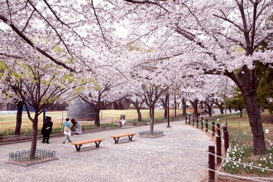 김해시 연지공원은 3월 말부터 벚꽃으로 물든다. 자료 사진. 사진=김해시 제공