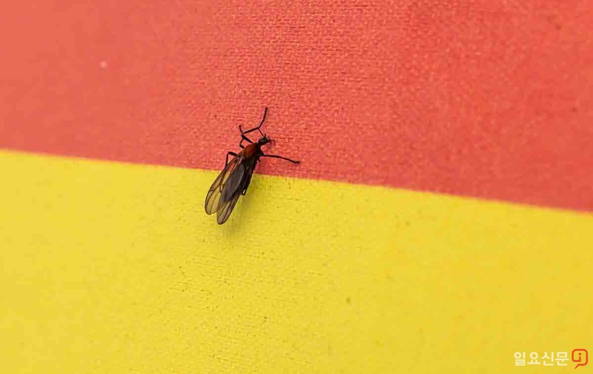 백련산 등산로의 러브버그. 사진=최준필 기자