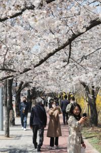 여의도 벚꽃길을 찾은 시민들