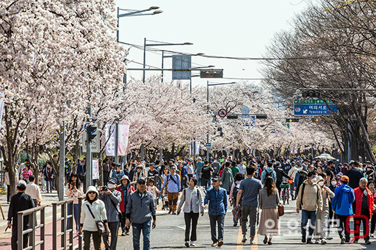 여의도 봄꽃축제 찾은 시민들